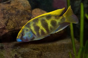 Nimbochromis_venustus